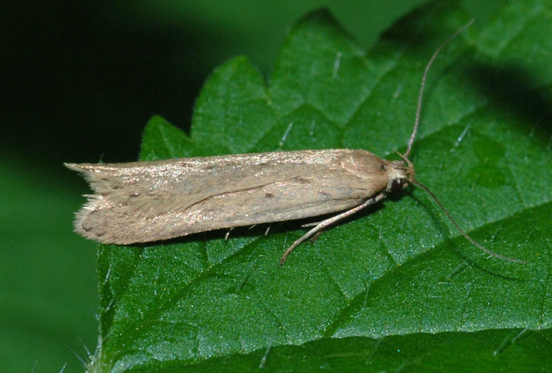 Gelechidae? - S, Acompsia tripunctella